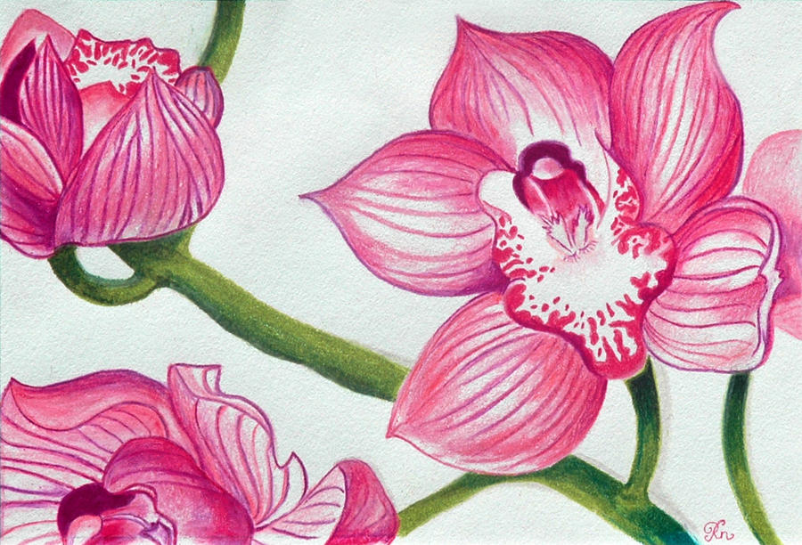 900x612 orchids drawing - Orchid Drawing