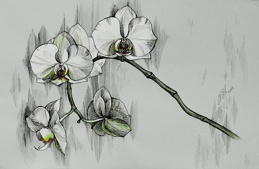 900x587 silver morning orchids drawing - Orchid Drawing