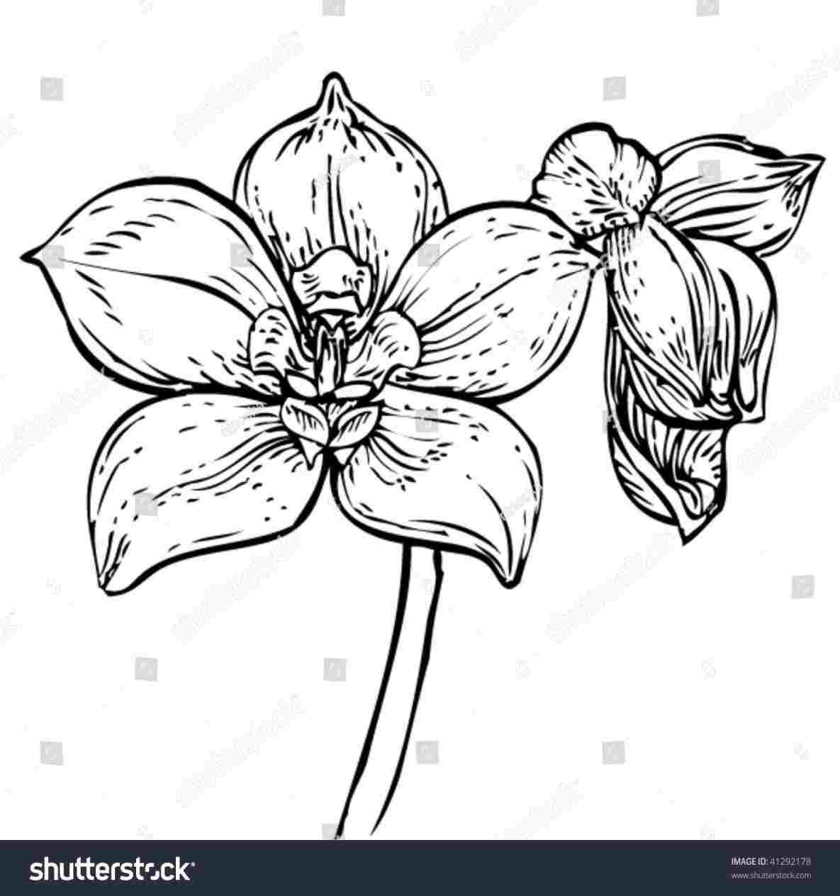1185x1264 orchid orchid drawing easy drawing easy learn how to draw orchids - Orchid Drawing