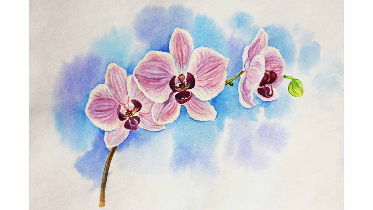 1280x720 drawing lessons how to draw an orchid, whatercolour flower - Orchid Drawing