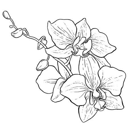 450x450 flowers drawing images, pencil sketches, colorful arts drawing skill - Orchid Drawing
