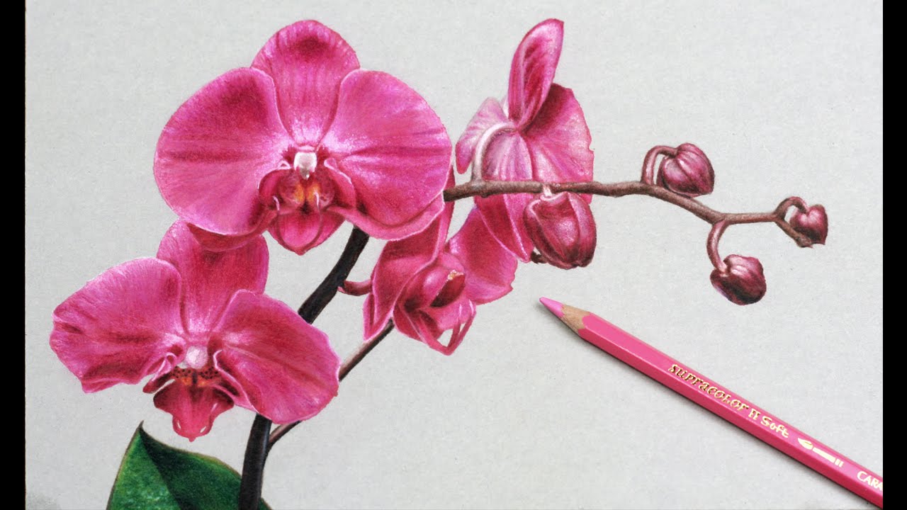1280x720 how i draw flowers, orchids drawing - Orchid Drawing