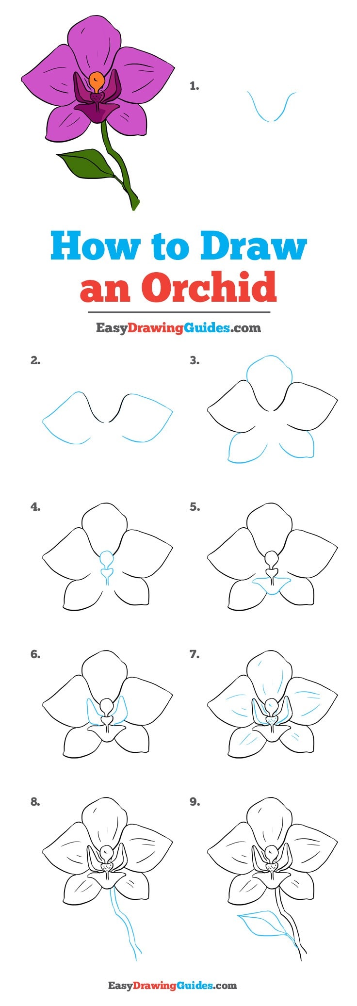 736x2074 how to draw a beautiful orchid - Orchid Drawing