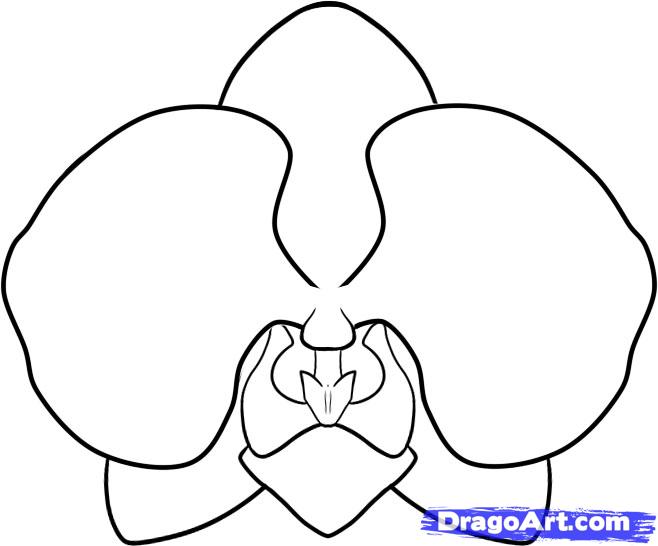 658x546 how to draw an orchid, step - Orchid Drawing