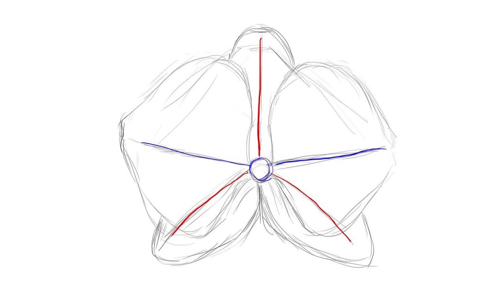 1024x624 how to draw a orchid - Orchid Drawing Outline