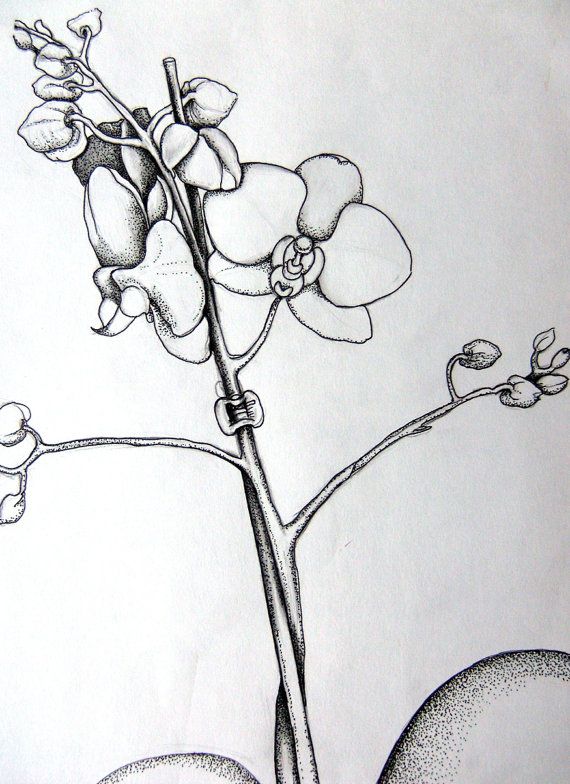 570x784 orchid sketch orchid drawing, drawings, art - Orchid Drawing Outline