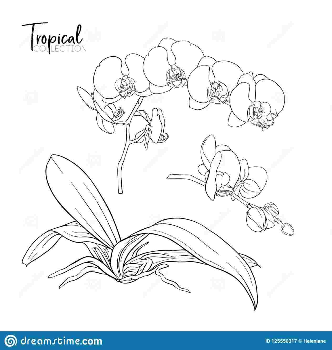 1264x1335 orchid drawing outline - Orchid Drawing Outline