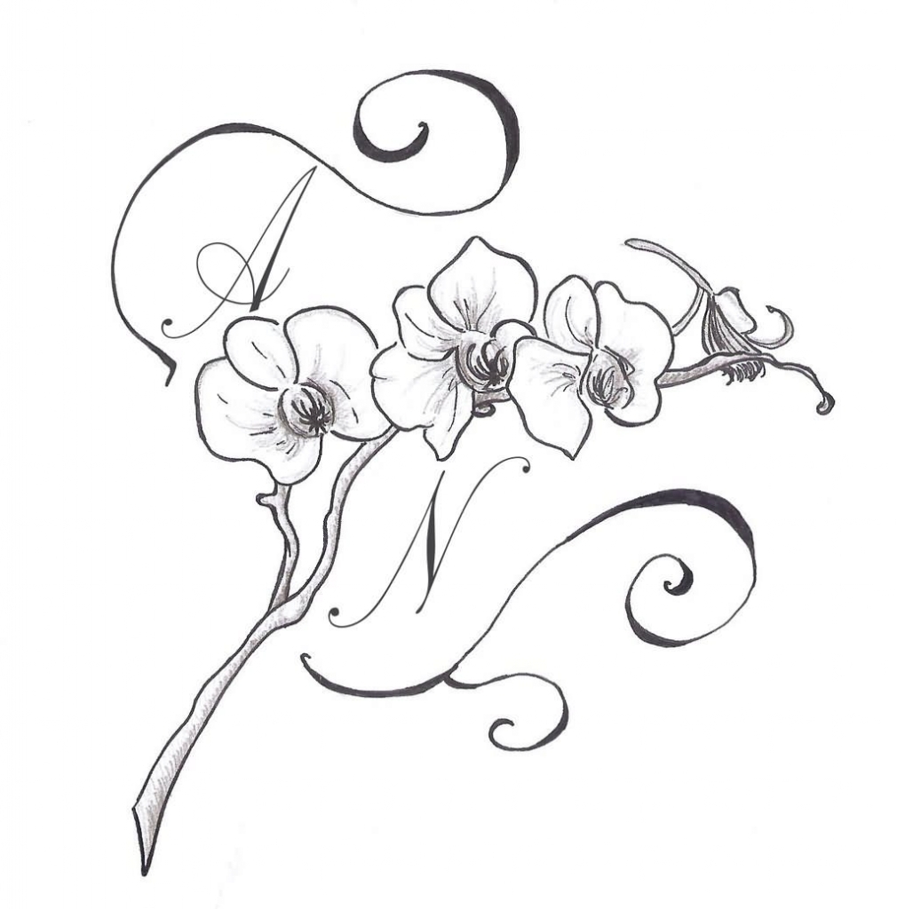 1010x1024 orchid drawing outline at com free for personal us on orchid - Orchid Drawing Outline