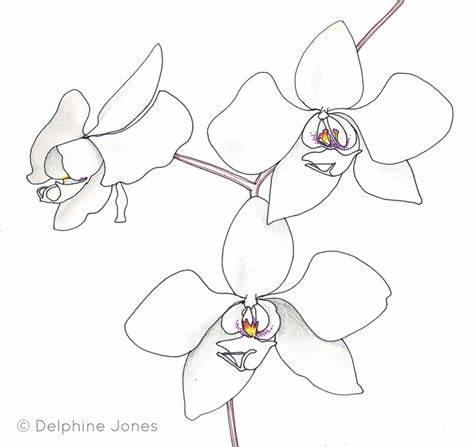 474x447 orchid drawing outline gtgt - Orchid Drawing Outline