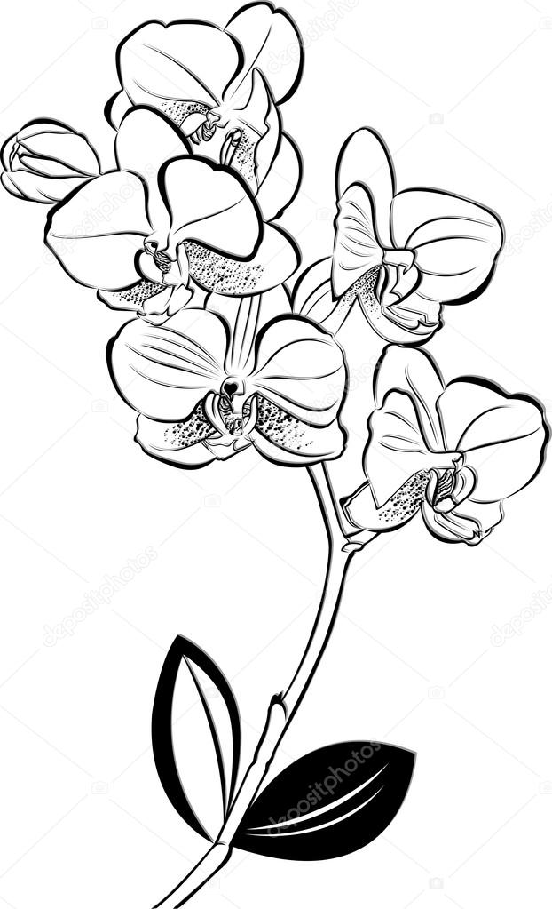 Orchid Drawing Outline at Explore collection of