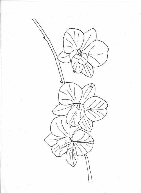 554x762 outline drawing orchid for free download - Orchid Drawing Outline