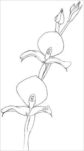 281x502 orchid drawings - Orchid Drawing Outline