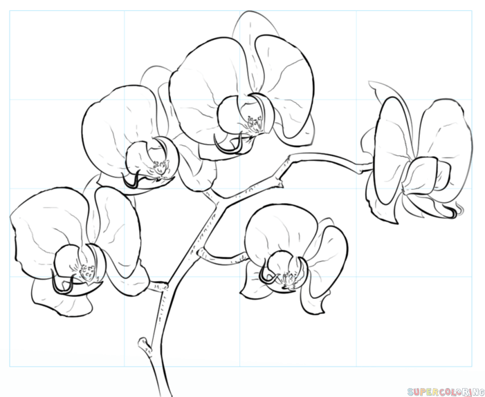 701x575 orchid outline drawing how to draw an orchid step step drawing - Orchid Drawing Outline