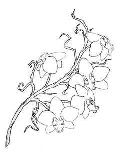 249x300 outline flowers orchid tattoo design - Orchid Drawing Outline