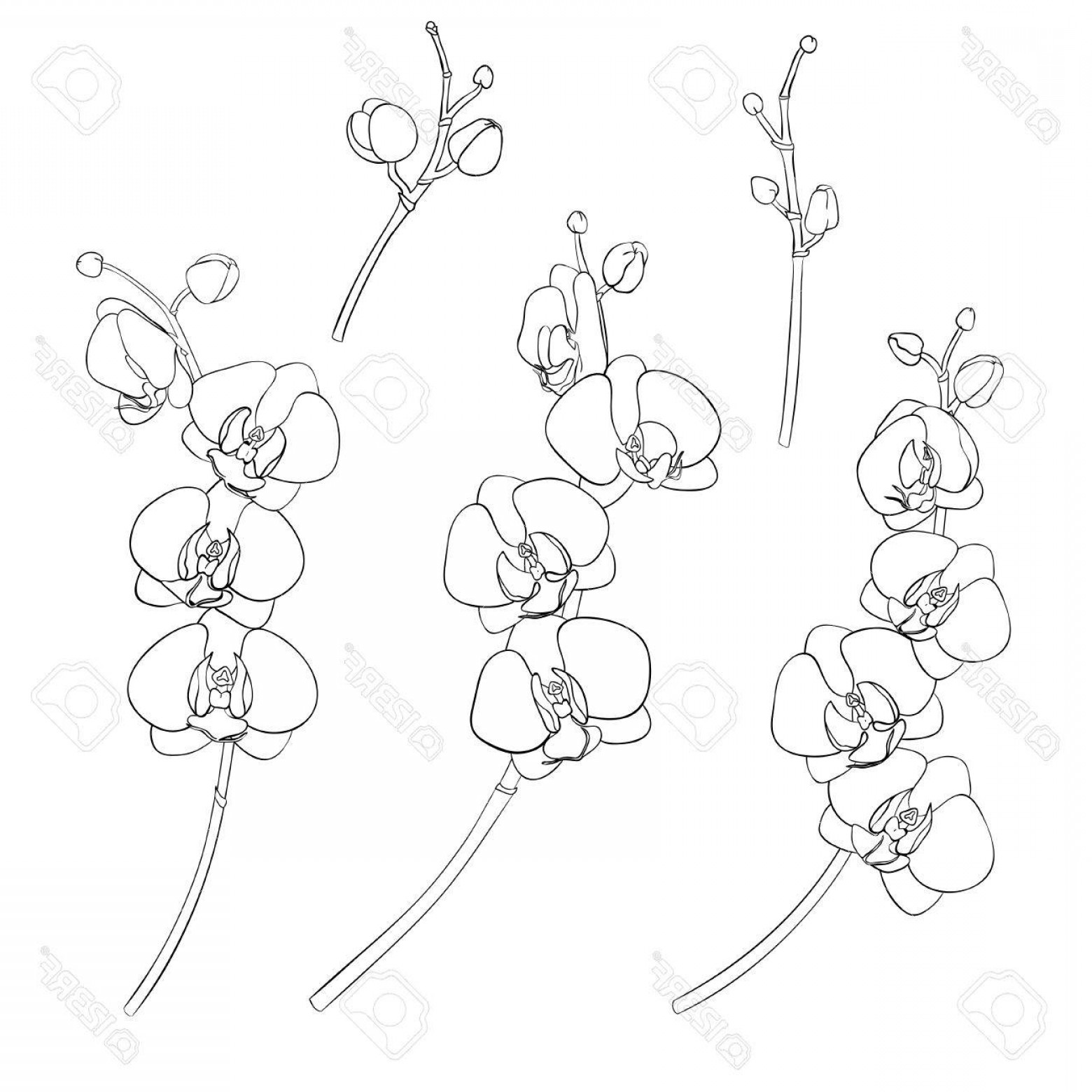 Orchid Drawing Outline at Explore collection of