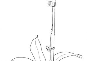 300x210 simple orchid drawing orchid drawing outline - Orchid Drawing Outline
