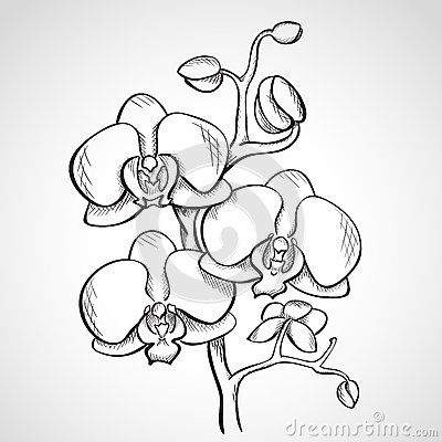400x400 sketch orchid branch paintings drawings, orchids painting, how - Orchid Drawing Outline