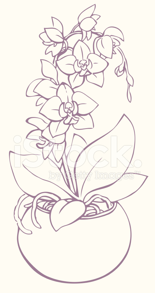 543x1024 vector outline flowering branch of orchid in a vase stock vector - Orchid Drawing Outline