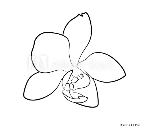 500x451 vector illustration, isolated orchid flower in black and white - Orchid Drawing Outline