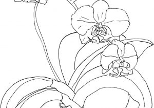 Orchid Drawing Outline at PaintingValley.com | Explore collection of ...