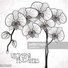 225x225 orchid drawing outline - Orchid Drawing Outline