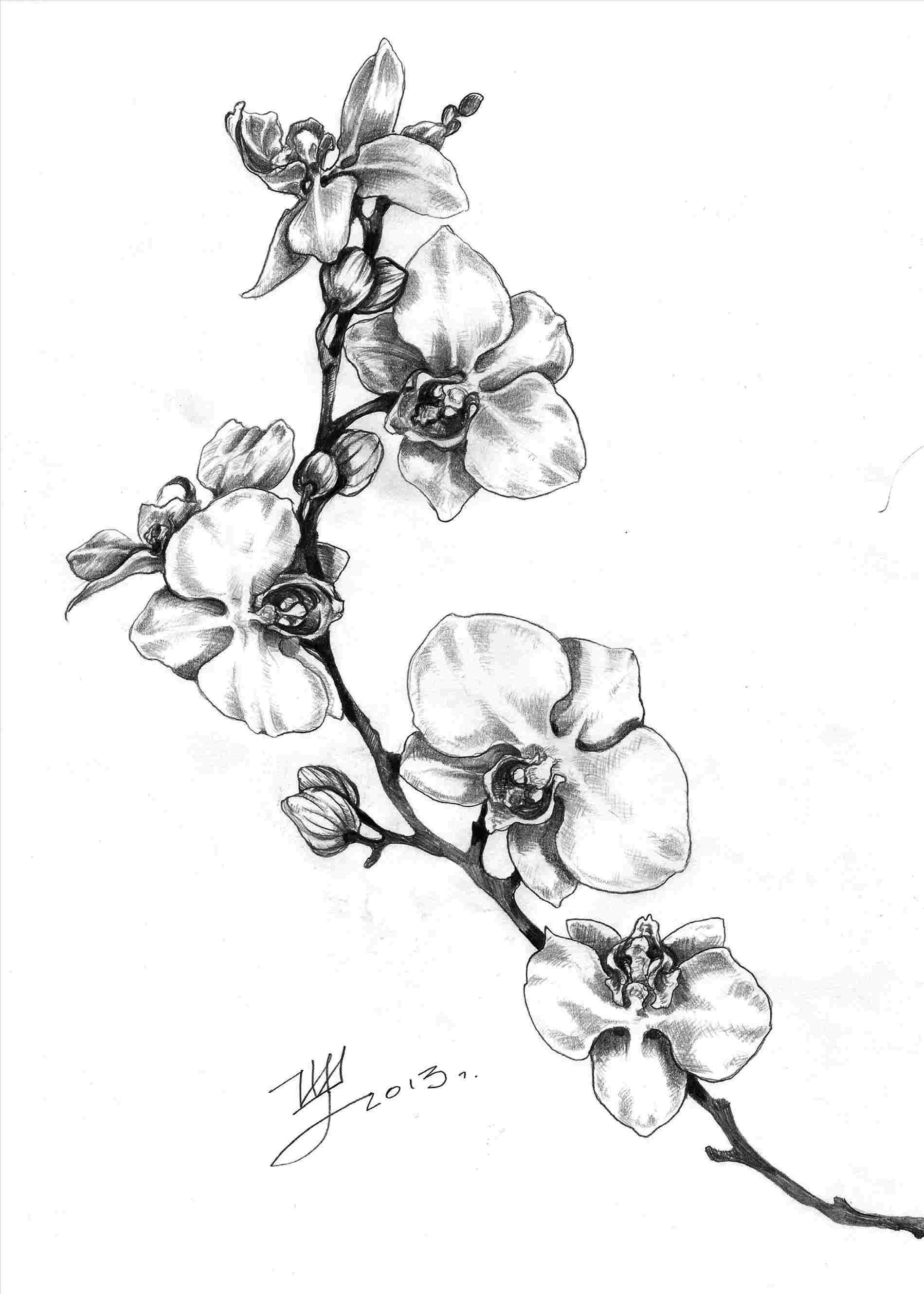 Orchid Drawing Outline at Explore collection of