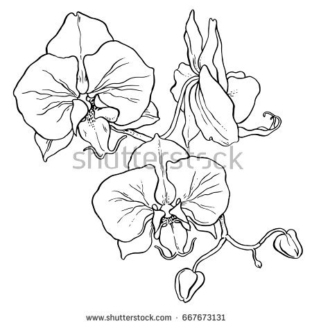450x470 gallery orchid drawing outline - Orchid Drawing Outline