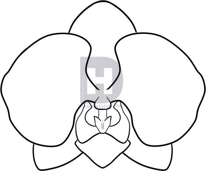658x546 how to draw an orchid, step - Orchid Drawing Outline