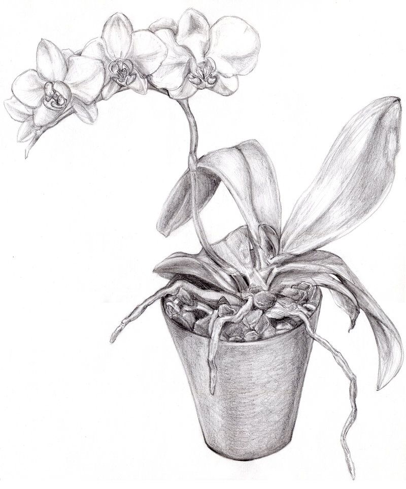 Orchid Flower Drawing At Paintingvalley Com Explore Collection