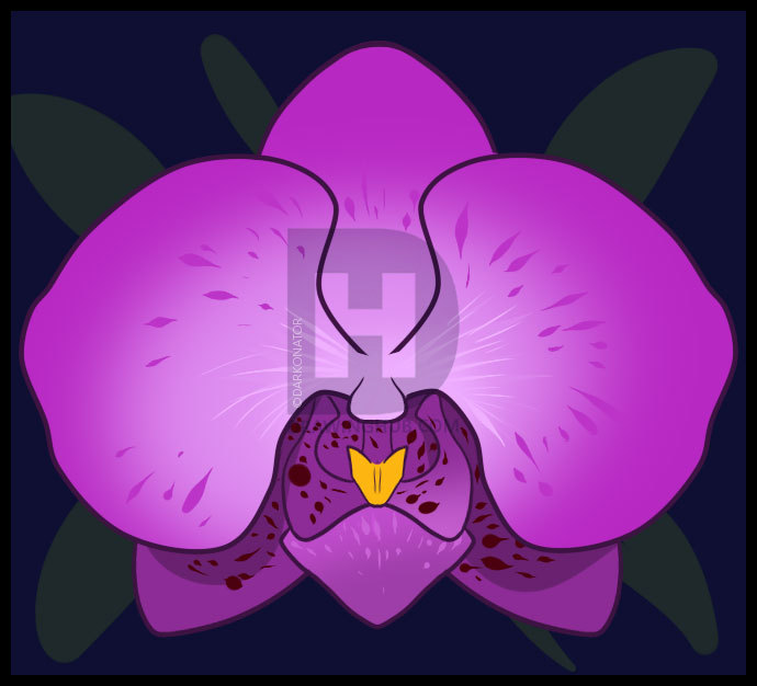 690x626 how to draw an orchid, step - Orchid Flower Drawing