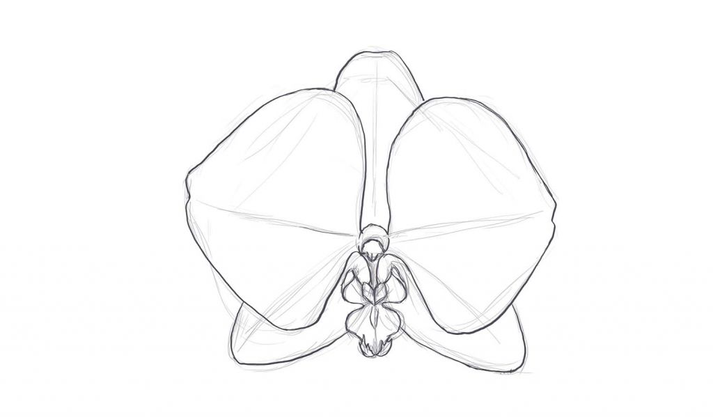 1024x599 how to draw a orchid - Orchid Flower Drawing
