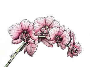 300x225 orchid - Orchid Flower Drawing