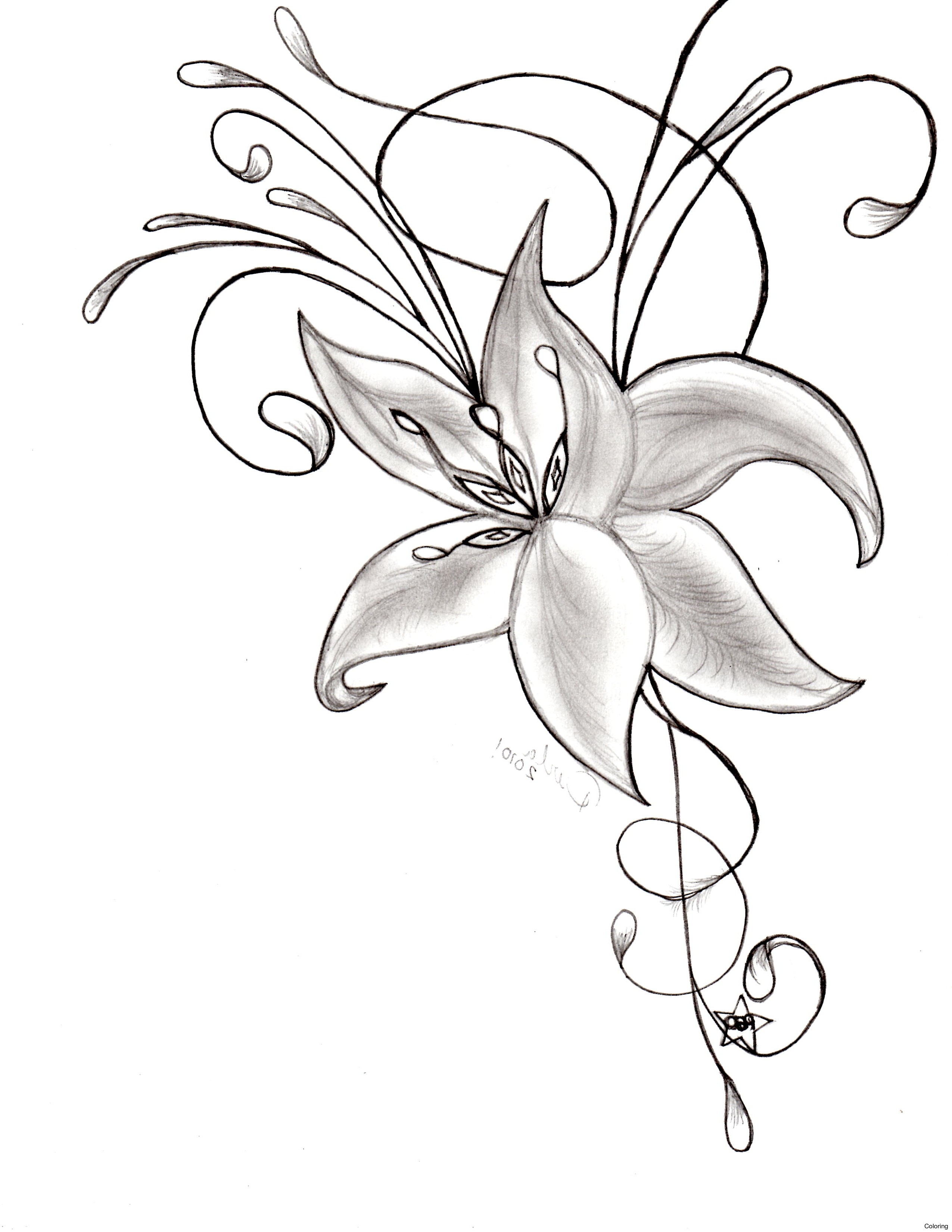 2550x3300 orchid drawing save orchid flower drawing at getdrawings - Orchid Flower Drawing