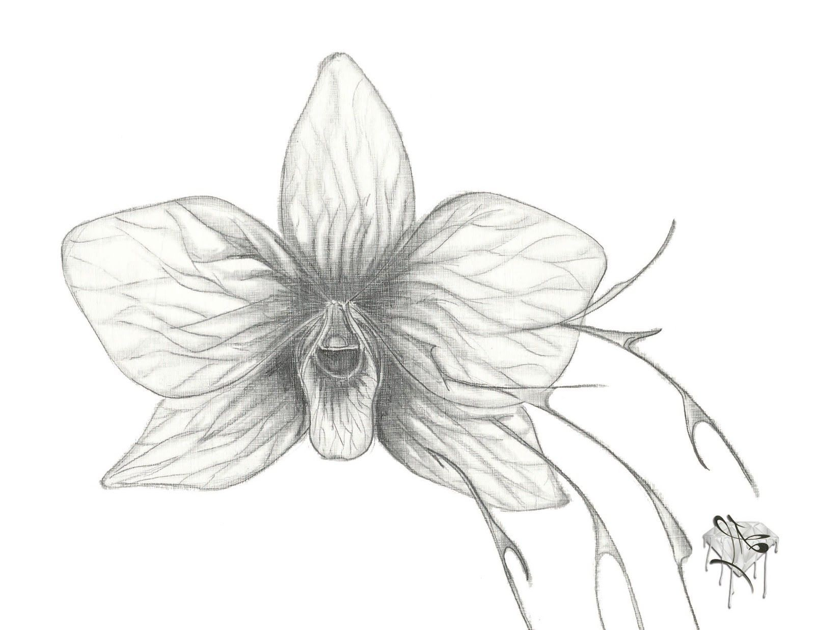 Orchid Flower Drawing at PaintingValley.com | Explore collection of ...