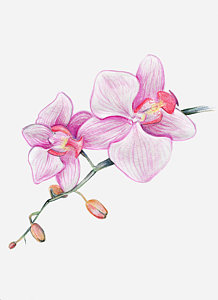 218x300 orchid flower drawings - Orchid Flower Drawing