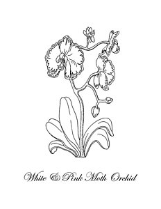 232x300 orchid flower drawings fine art america - Orchid Flower Drawing