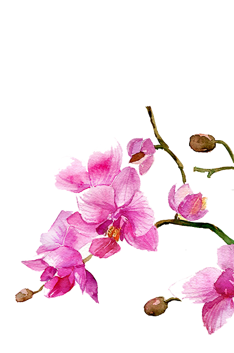 464x700 orchid flower drawing pictures and cliparts, download free - Orchid Flower Drawing