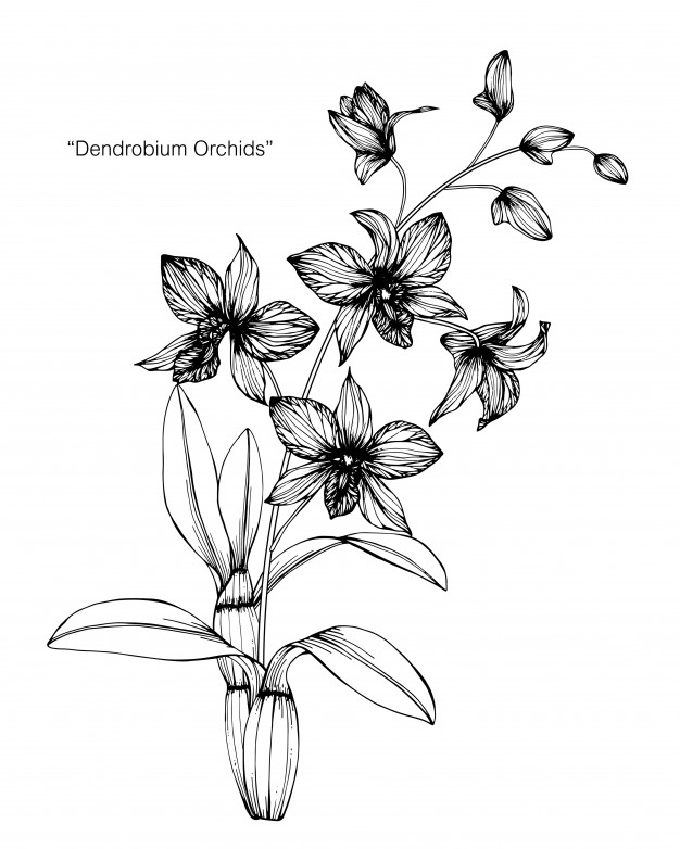 626x782 orchid flower drawing illustration vector premium download - Orchid Flower Drawing