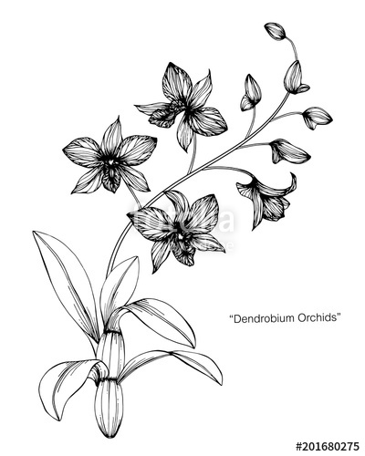 400x500 orchid flower drawing illustration stock photo and royalty free - Orchid Flower Drawing
