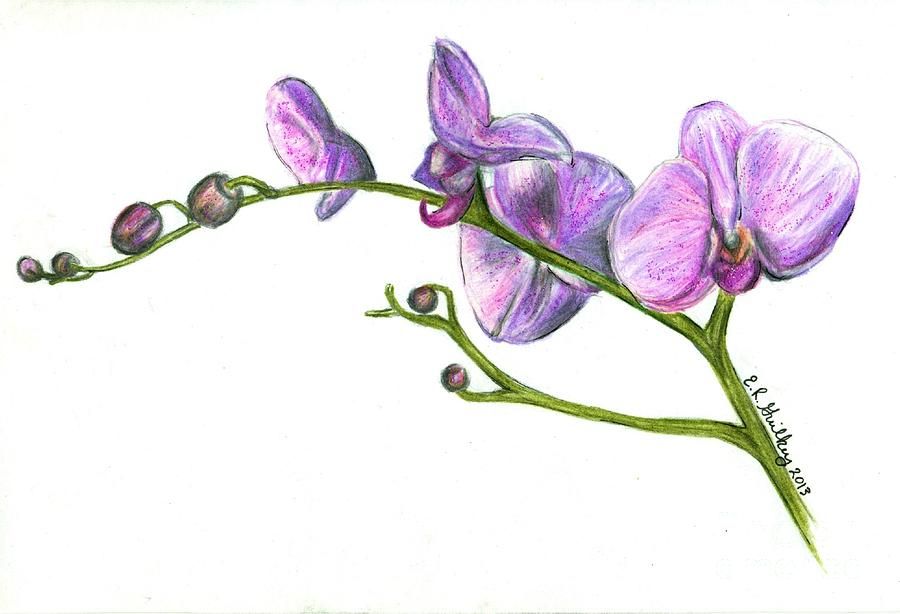900x614 purple orchids - Orchid Flower Drawing