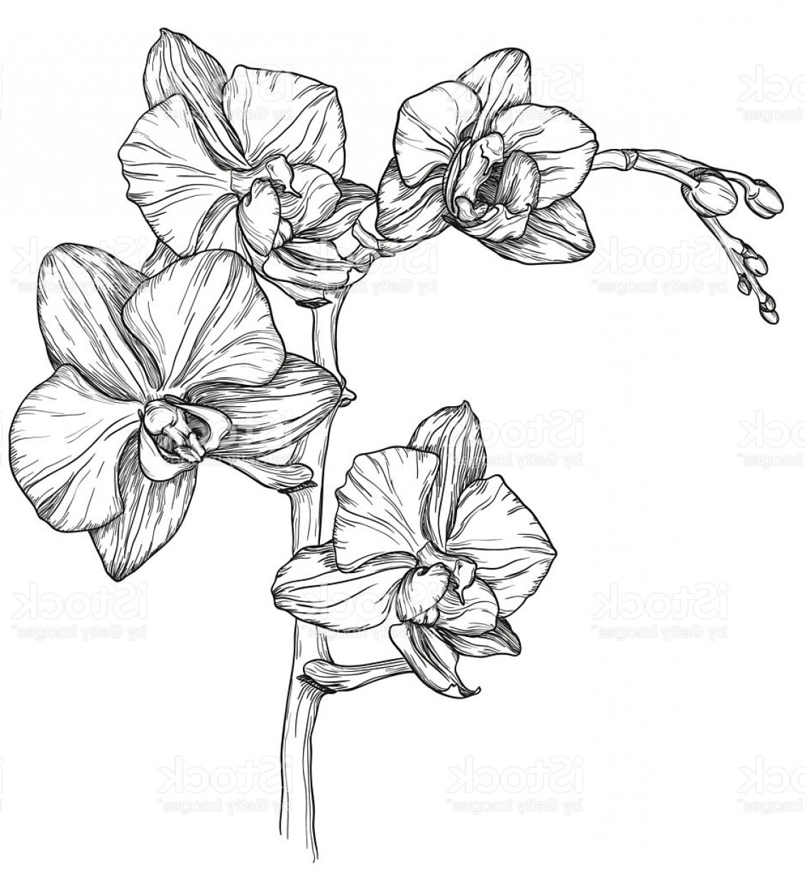 Orchid Flower Drawing At Paintingvalley Com Explore Collection