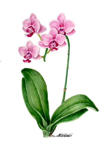 358x480 orchid flower drawing archives - Orchid Flower Drawing