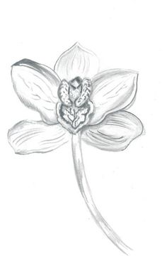 236x374 z flowers drawings of orchids - Orchid Flower Drawing