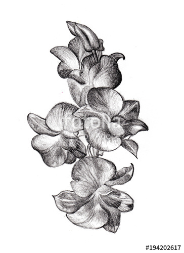 364x500 flower sketch orchids bouquet hand drawing - Orchid Flower Drawing In Pencil