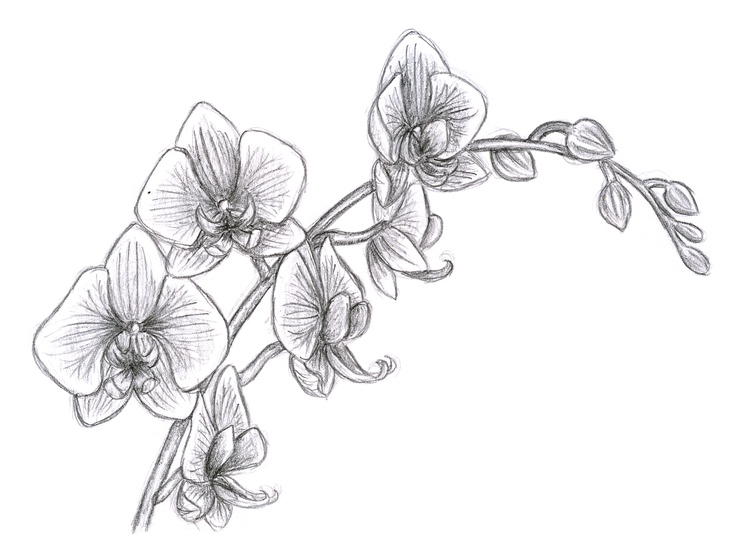 736x552 flowers drawing images, pencil sketches, colorful arts drawing skill - Orchid Flower Drawing In Pencil