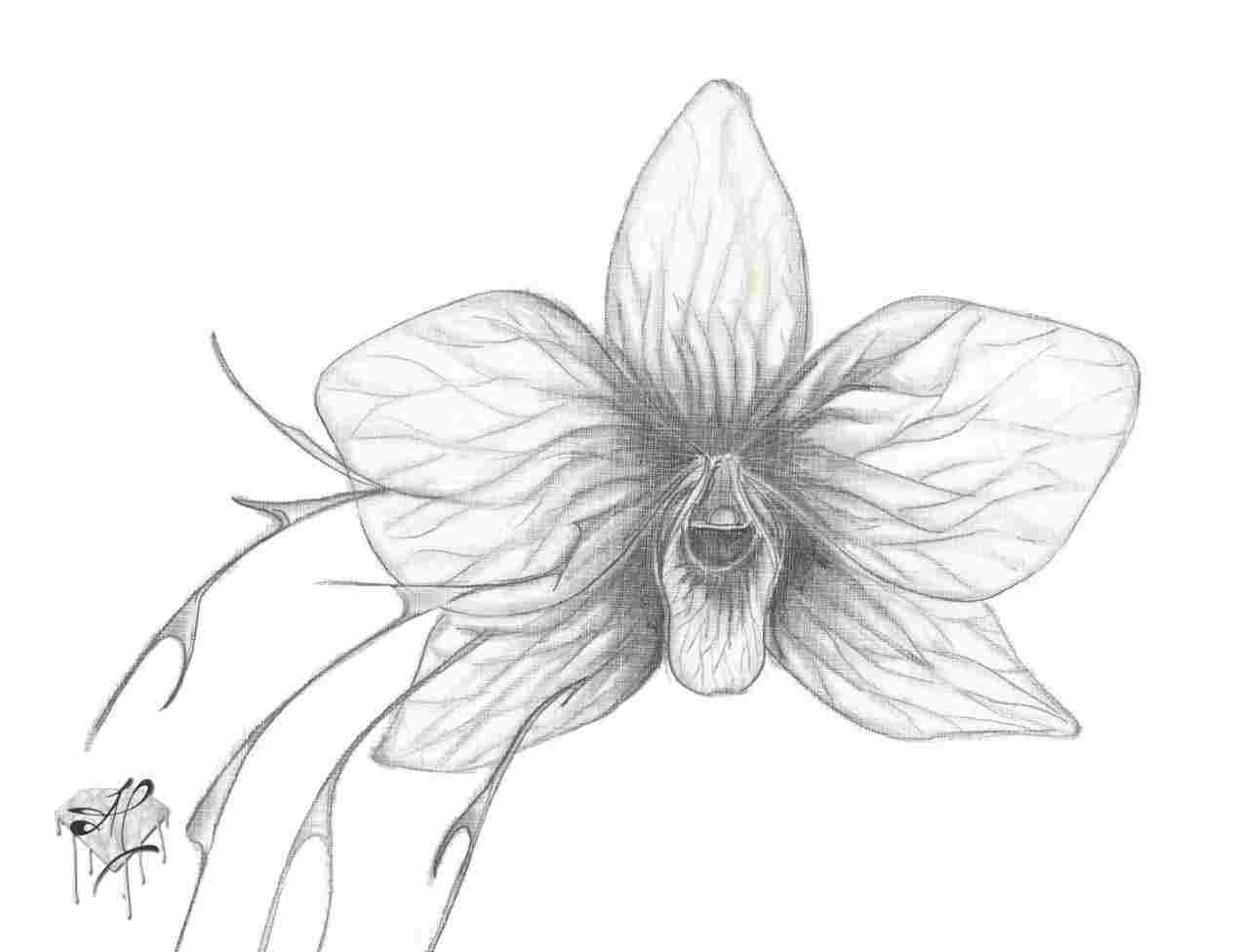 1264x976 How To Draw A Realistic Orchid With Beautiful Flower Drawings - Orchid Flower Drawing In Pencil
