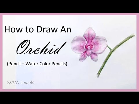 480x360 How To Draw An Orchid Flower - Orchid Flower Drawing In Pencil