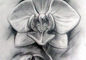 300x210 Huge Collection Of 'orchid Pencil Drawing' Download More Than - Orchid Flower Drawing In Pencil