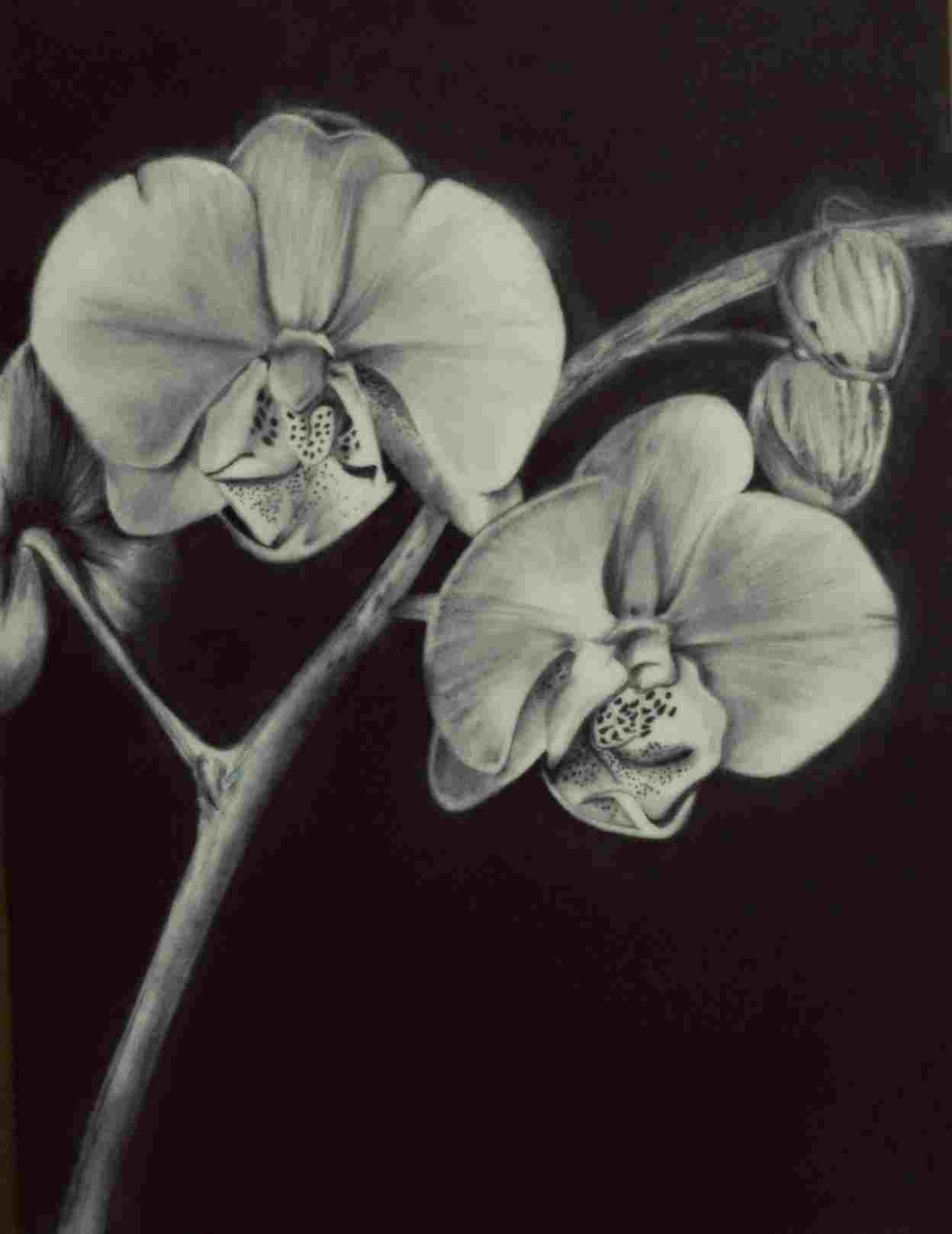 1248x1617 Orchid Flower Drawing In Pencil - Orchid Flower Drawing In Pencil