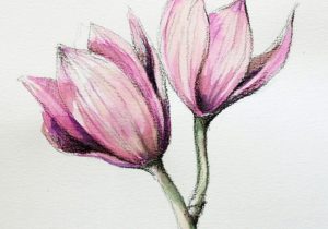 300x210 Orchid Flower Drawing In Pencil - Orchid Flower Drawing In Pencil